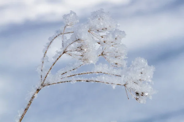 Zasněžená Krajina Zimním Období — Stock fotografie