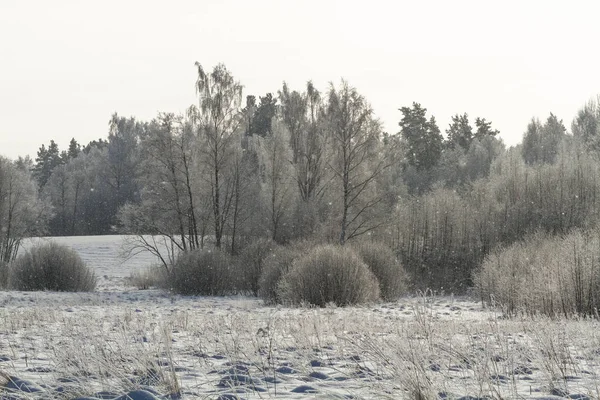 Paisaje Invernal Con Nieve Árboles — Foto de Stock