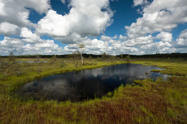 Güneşli bir günde bataklık çayır manzarası