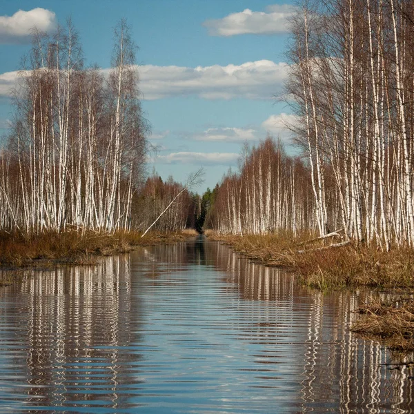 stock image Winter landscape of river and coast with forest