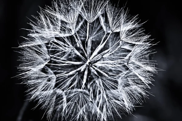 Цветок Одуванчика Темном Фоне — стоковое фото
