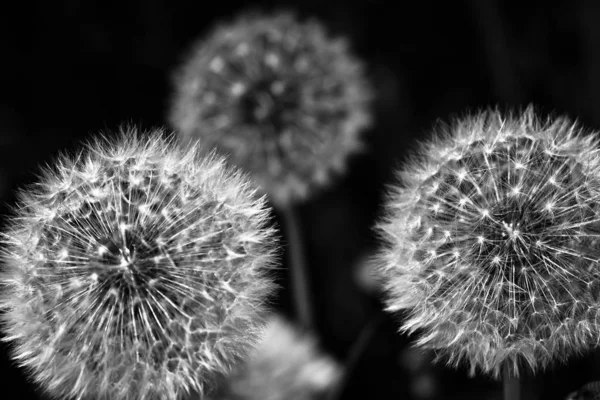 Vit Maskros Blommor Mörk Bakgrund — Stockfoto