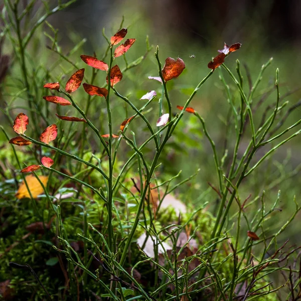 Prato Verde Nella Foresta Soleggiata — Foto Stock