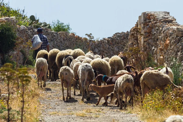 Schafherde Auf Der Insel Malta — Stockfoto