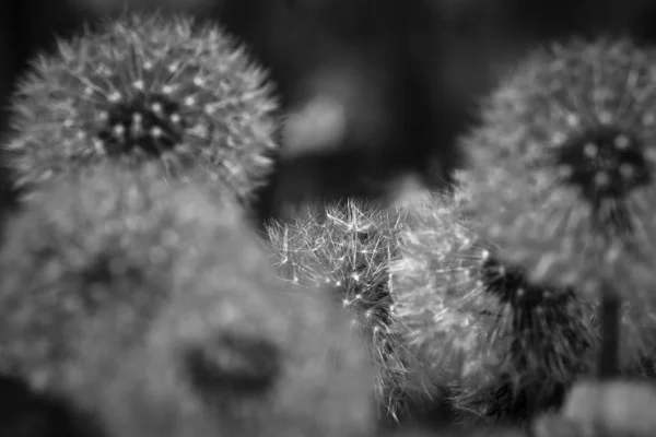 Koyu Arkaplanda Beyaz Karahindiba Çiçekleri — Stok fotoğraf