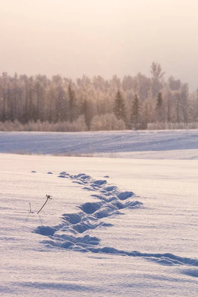 Paysage Hivernal Avec Neige Arbres — Photo