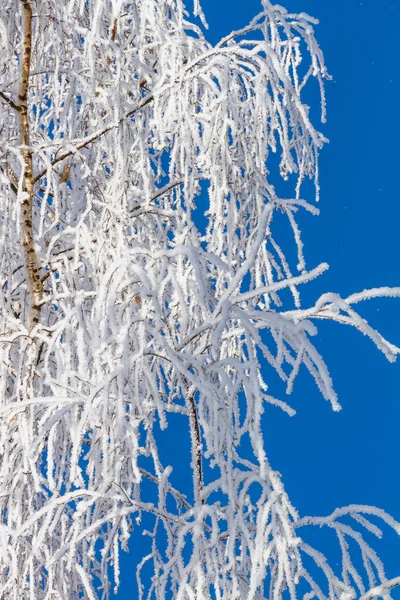 Winterachtergrond Met Besneeuwde Bomen — Stockfoto