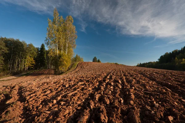 Feld Der Nähe Von Grünem Wald Sonnigen Tagen — Stockfoto