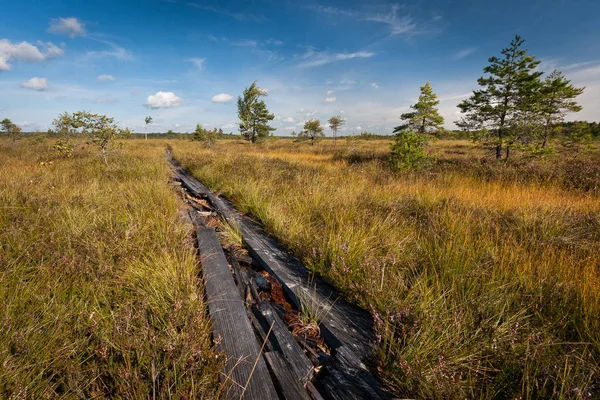 Wooden path on meadow swamp