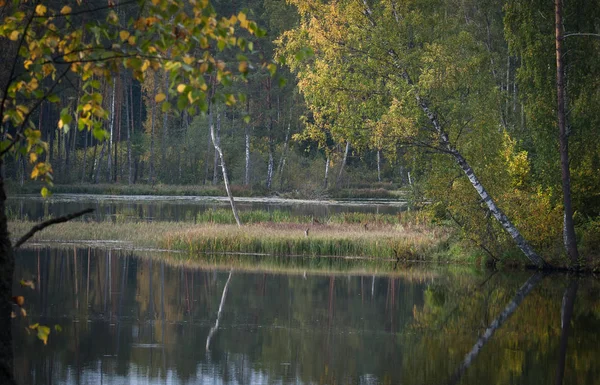 Riviertje Wild Bos — Stockfoto