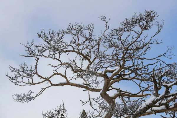 Gökyüzü Arka Planında Ağaç Dalları — Stok fotoğraf
