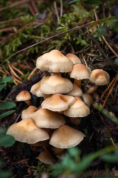 Big Mushrooms Lawn Forest — Stock Photo, Image