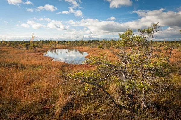 Paisaje Del Prado Del Pantano Día Soleado — Foto de Stock