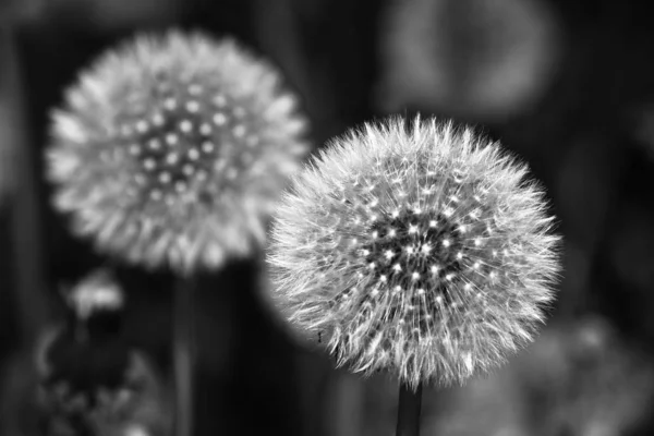 Vit Maskros Blommor Mörk Bakgrund — Stockfoto