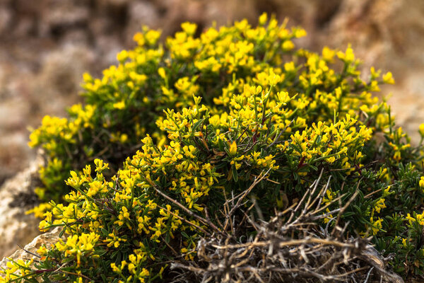 Yellow flowers with roots close up