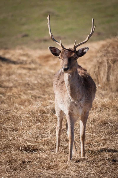 白日草场上的野鹿 — 图库照片