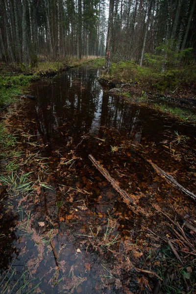 Bosque Brumoso Durante Día Letonia — Foto de Stock