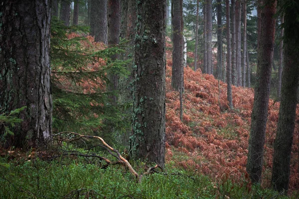 Misty Forest Daytime Latvia — Stock Photo, Image