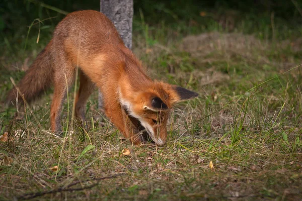 森林里的红狐 — 图库照片