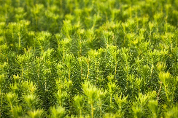Plántulas Verdes Árboles Invernadero —  Fotos de Stock