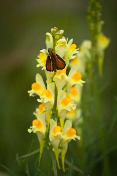 Бабочка Цветке Зеленом Поле — стоковое фото