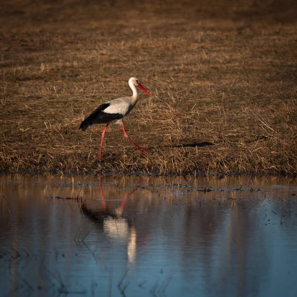 冬季在河岸的鹤 — 图库照片