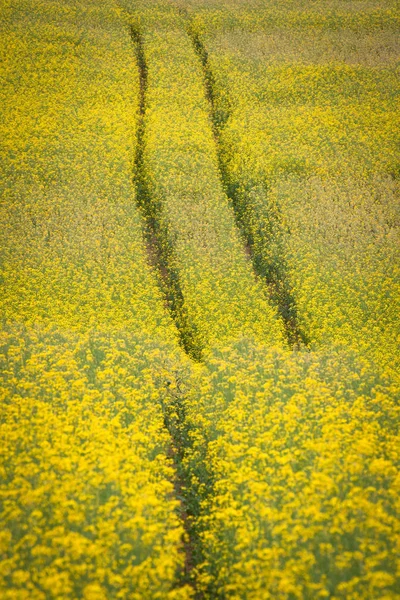 Schöne Gelbe Blumen Feld — Stockfoto