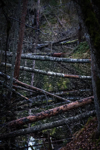 Árboles Caídos Sobre Río Bosque Misterioso — Foto de Stock
