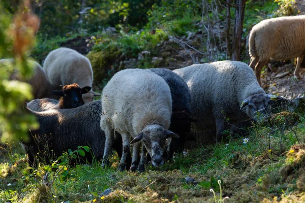Owce Pasące Się Skalistych Górach — Zdjęcie stockowe