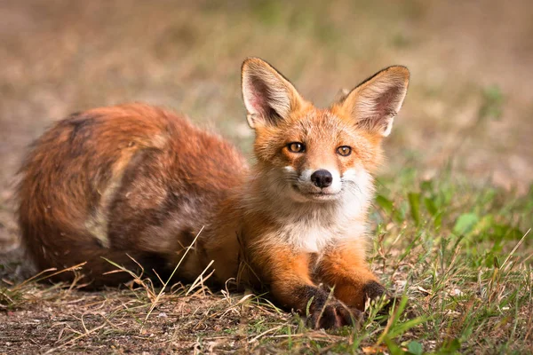 Renard Roux Sauvage Dans Forêt — Photo