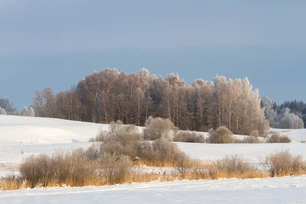 Bosque Invierno Nieve — Foto de Stock