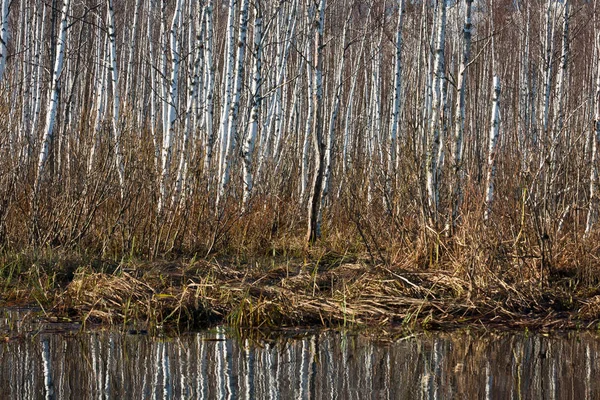 Paisaje Invernal Río Costa Con Bosque —  Fotos de Stock