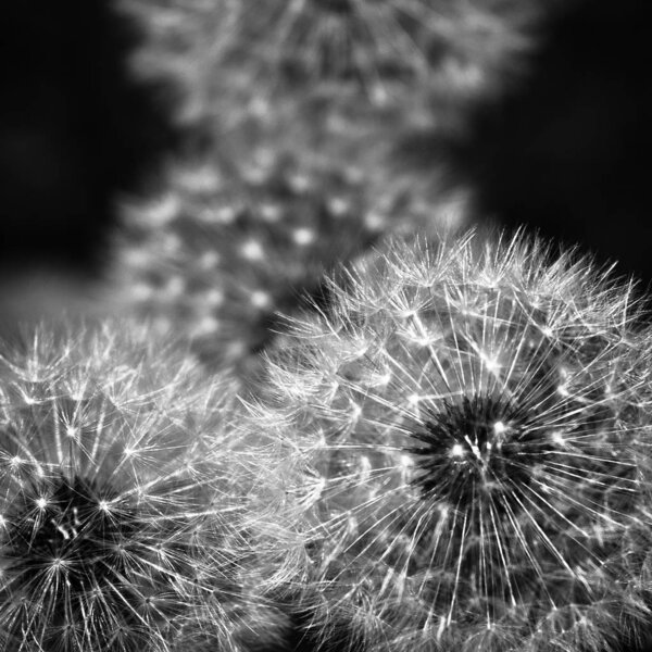 White dandelion flowers on dark background