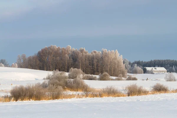 Zimowy Krajobraz Śniegiem Drzewami — Zdjęcie stockowe