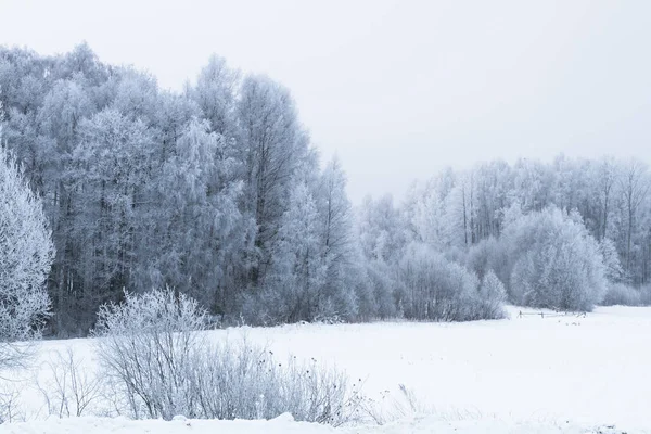 Paesaggio Invernale Con Alberi Innevati — Foto Stock