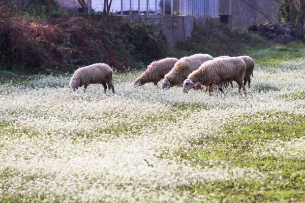 Schafe Weiden Auf Blumenwiese — Stockfoto