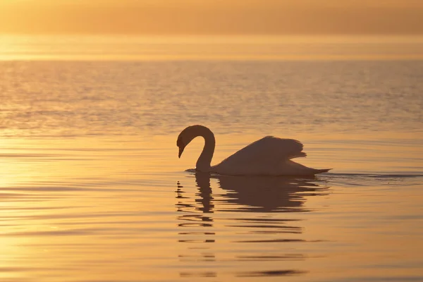 Swan Swimming Sea Sunset — Stock Photo, Image