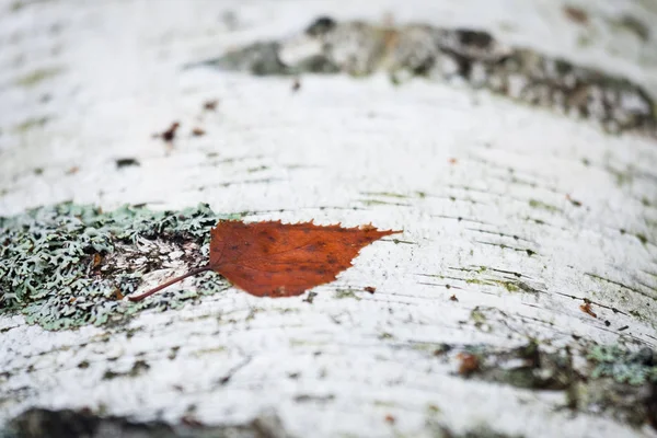 木の幹に落葉 — ストック写真