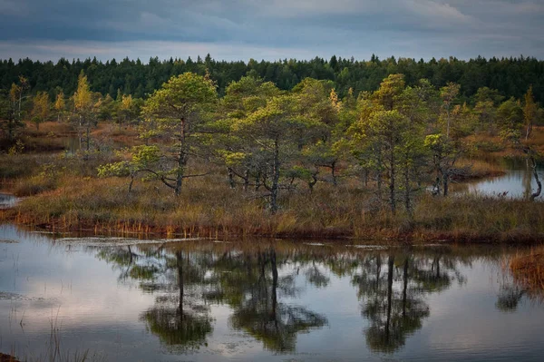 Močálová Louka Krajina Slunečného Dne — Stock fotografie