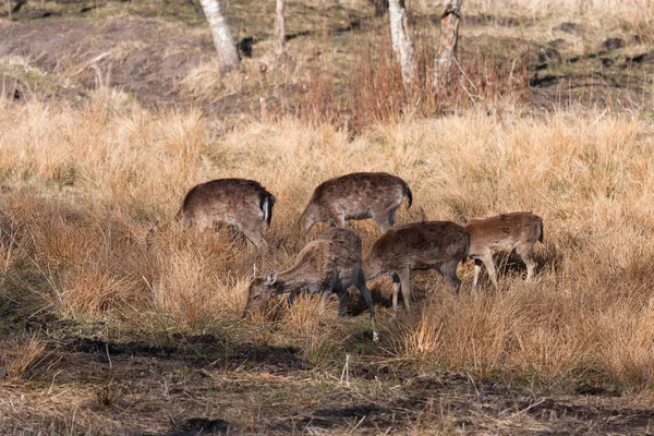 Cervos Selvagens Prado Durante Dia — Fotografia de Stock