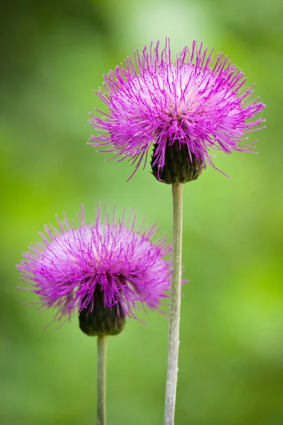 Purple Flowers Green Background — Stock Photo, Image