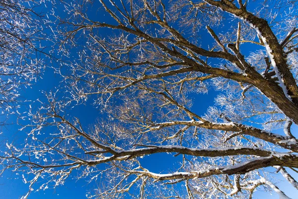 Matte Bomen Blauwe Lucht — Stockfoto