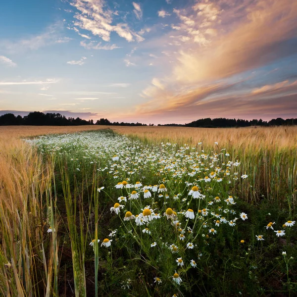 Buğday tarlasında papatya çiçeği 
