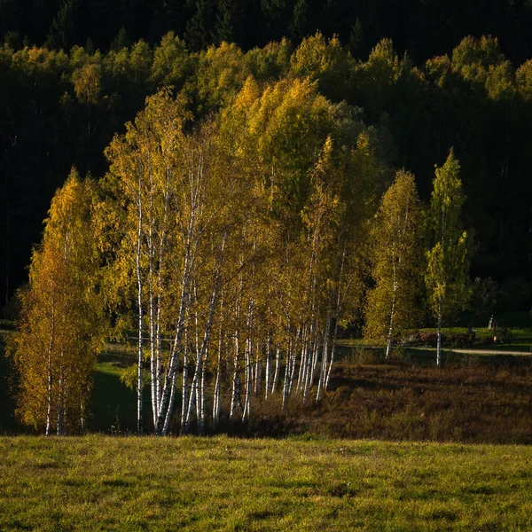 Hermoso Paisaje Verde Día Soleado —  Fotos de Stock