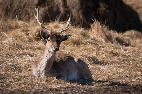 Wild Deer Meadow Daytime — Stock Photo, Image