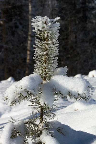 Schneebedeckte Kleine Fichten Stockfoto