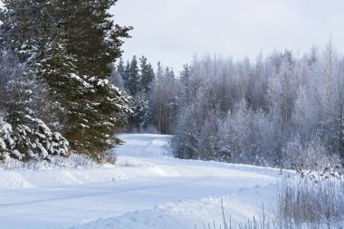 Kış ormanında karlı bir yol 