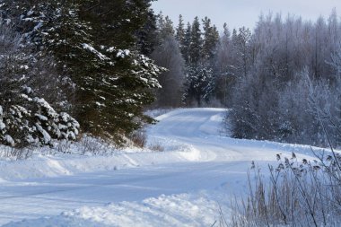 Kış ormanında karlı bir yol 
