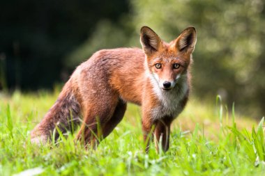 Güneşli ormanda kızıl tilki