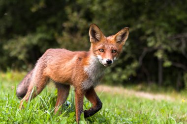 Güneşli ormanda kızıl tilki